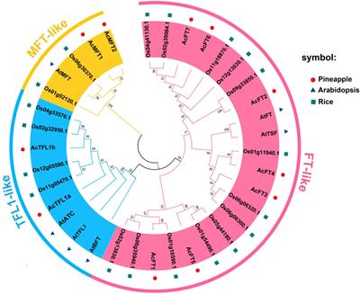 Genome-wide identification of PEBP gene family in pineapple reveal its potential functions in flowering